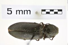 Ctenicera uliginosus (Van Dyke, 1932)